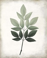 Vintage Botanical Greens 1 Fine Art Print