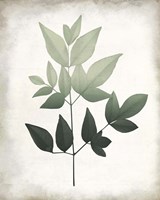 Vintage Botanical Greens 2 Fine Art Print