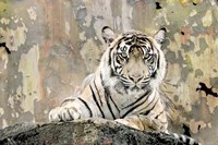 Tiger Love Fine Art Print