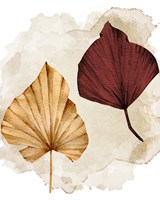 Fan 1 Fine Art Print