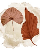 Fan 2 Fine Art Print