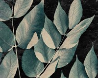 Dusty Leaves 1 Fine Art Print