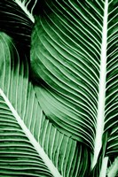 Tropical 1 Fine Art Print