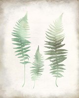 Watercolor Fern 1 Vintage Fine Art Print