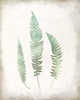 Watercolor Fern 3 Vintage Fine Art Print