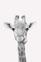 Quirky Giraffes 2 Fine Art Print