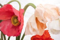 Poppies Fine Art Print