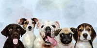 Puppy Portrait Fine Art Print