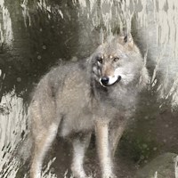 Wildlife 3 Framed Print