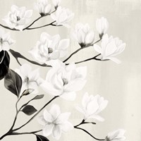 Magnolias Fine Art Print