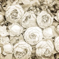 Dried Roses Fine Art Print