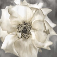 Golden Rose Fine Art Print