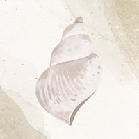 Calming Shell 4 Framed Print