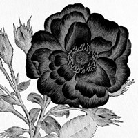 Black and White Bloom 1 Fine Art Print