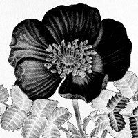 Black and White Bloom 2 Fine Art Print