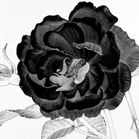 Black and White Bloom 3 Fine Art Print