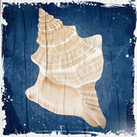 Coastal Shells 1 Fine Art Print