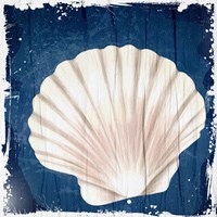 Coastal Shells 2 Fine Art Print