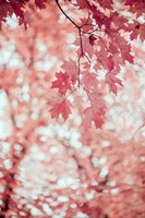 Pink and Coral Maple Leaves Fine Art Print