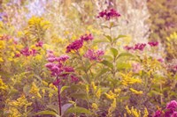 Plum and Mustard Wildflowers Fine Art Print