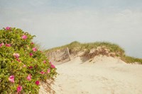 Rosa Rugosa Fine Art Print