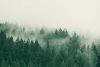 Emerald Forest No. 1 Fine Art Print