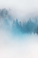 Enchanted Forest No. 1 Fine Art Print