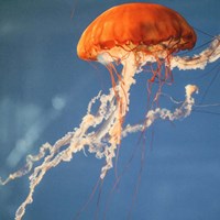 Jelly Fish 2 Fine Art Print