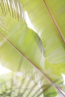 Palm Leaves No. 2 Fine Art Print