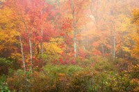 Soft Pallet Fine Art Print