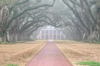 Foggy Oak Alley Fine Art Print