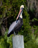 Pelican Watching Fine Art Print