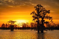 Louisiana Gold Fine Art Print