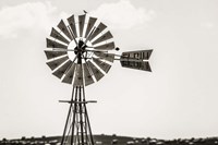 Bird on a Windmill Fine Art Print