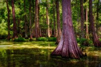 Spring in the Bayou Fine Art Print