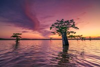 Atchafalaya Sunset Fine Art Print