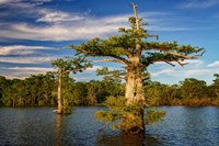 Atchafalaya Afternoon Fine Art Print