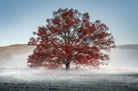 Red Oak in the Mist Fine Art Print