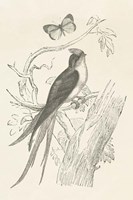 French Bird Etching Fine Art Print