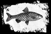 Fish I Framed Print