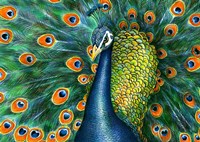 Peacock Fine Art Print