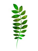 Tropical Zamioculcas Leaf Fine Art Print