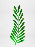 Tropical Leaf II Fine Art Print