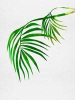 Palm Tree Leaves Fine Art Print