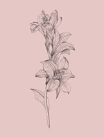 Lily Blush Pink  Flower Fine Art Print