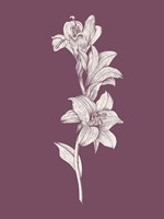 Lily Purple Flower Fine Art Print