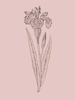 Iris Blush Pink Flower Fine Art Print