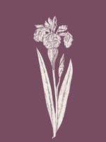 Iris Purple Flower Fine Art Print