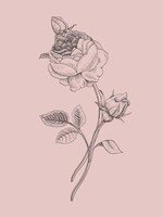 Rose Blush Pink Flower Fine Art Print