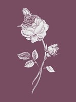 Rose Purple Flower Fine Art Print